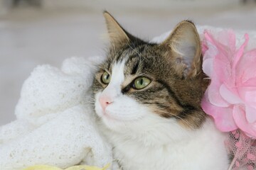 little cat cuddling in the blanket