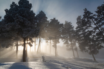 Impressive view of fog and sunlight after frost on the famous Sarıkamış ski slopes with its...