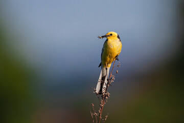 The citrine wagtail (Motacilla citreola) is a small songbird in the family Motacillidae.