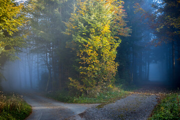 Misty foggy autumn forest and dirt road fork, blue and yellow tones