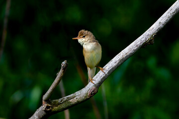 Blyth's reed warbler (Acrocephalus dumetorum) is an Old World warbler in the genus Acrocephalus