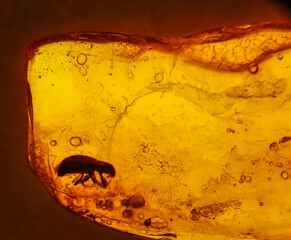 Bernstein mit Inklusen, Insekten. Bernstein ist ehemaliges Harz der Bäume. © boedefeld1969