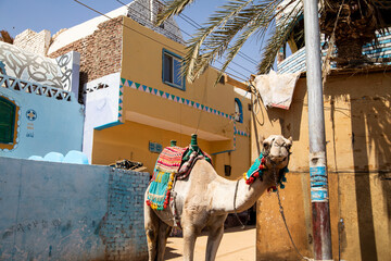 Camel in the colorful Nubian Village of Aswan in Egypt