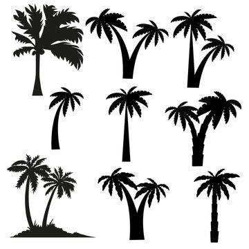 Set tropical palm trees with leaves, mature and young plants, black silhouettes isolated on white background.
