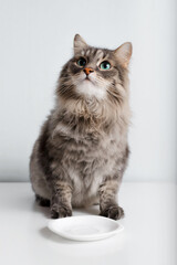 Portrait of funny gray cat sitting near empty plate and looking up with big green eyes. Cute fluffy hungry pet waiting for food, indoors. Animal theme