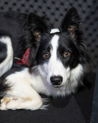 Border Collie