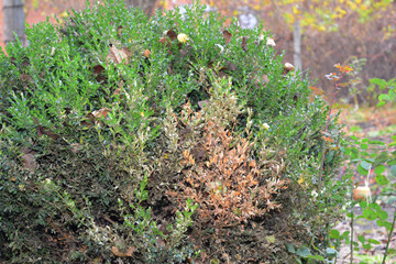 Boxwood, buxus blight disease or boxwood leafminer spreading. A large ill boxwood bush with brown spots and patches. - obrazy, fototapety, plakaty