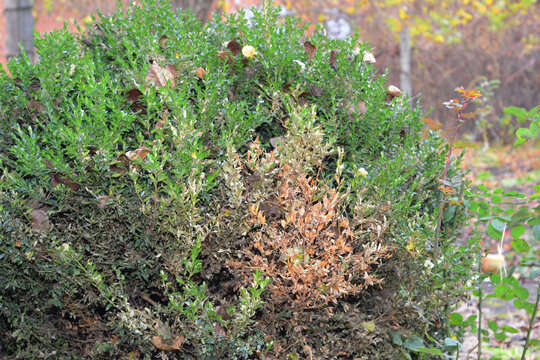 Boxwood, Buxus Blight Disease Or Boxwood Leafminer Spreading. A Large Ill Boxwood Bush With Brown Spots And Patches.