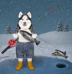 A dog husky fisherman with a fishing rod is fishing on a frozen lake in a winter forest. © iridi66