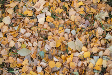 walpaper many colorful autumn leaves background
