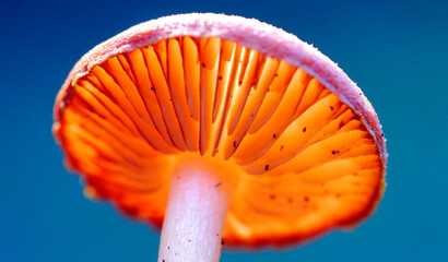 An orange fungus shows the blades that produce spores
