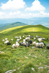 Fototapeta na wymiar A herd of sheep in the mountains. Beautiful mountain landscape view.
