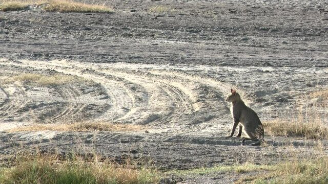 African wildcat (Felis lybica) sitting on the ground looking around and looking at camera.