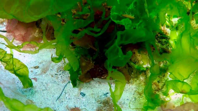 Black Sea algae. Red and green algae (Porphira leucosticta, Enteromorpha, Ulva, Ceramium, Polisiphonia, Cladophora) on rocks in the Black Sea