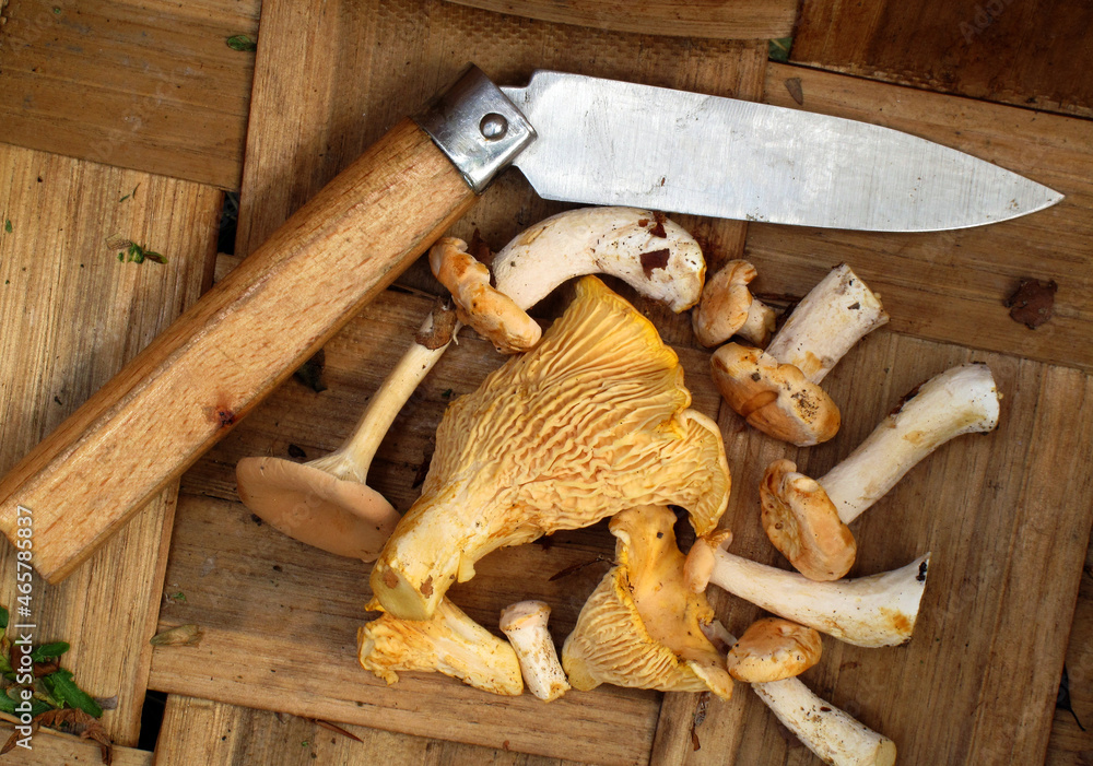 Poster edible mushrooms in a basket next to a pocket knife