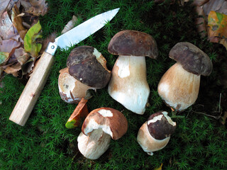 Boletus edulis, one of the best edible mushrooms