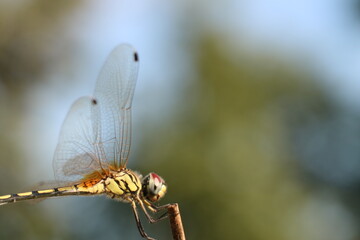close up of a dragonfly