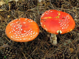 Amanita muscaria, a toxic and hallucinogenic mushroom or mushroom
