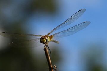 close up of dragonfly