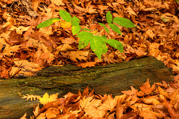 wonderful colors of autumn and nature