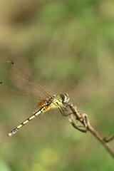 close up of dragonfly