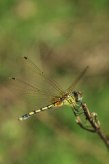 dragonfly on a branch