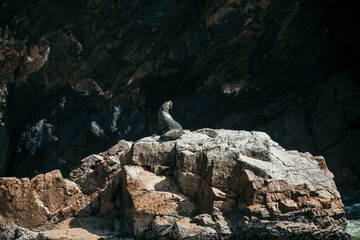 seals on sea cliff in Paracas National Park in Peru