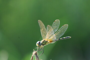 dragonfly on a leaf