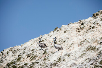 pelicans in Paracas National Park in Peru