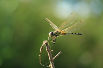 dragonfly on a leaf