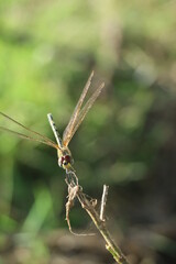 close up of dragonfly