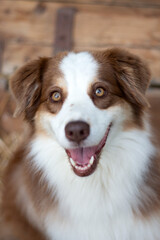 Ritratto di pastore australiano