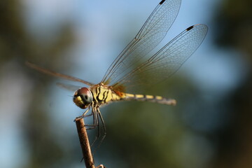 close up of a dragonfly