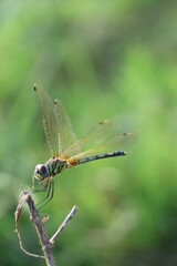dragonfly on a branch