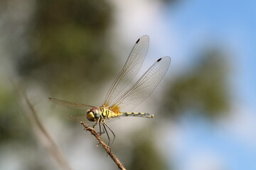 close up of dragonfly