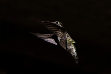 Anna's Hummingbird (Calypte Anna) on Black
