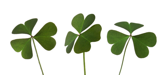 Set with fresh green clover leaves on white background. Banner design