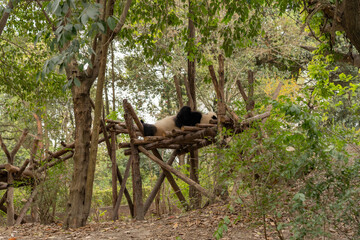 Pandas in the base of Chengdu, China.