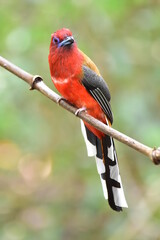 red-headed torgon