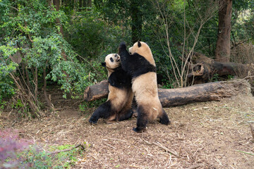Pandas in the base of Chengdu, China. © Olivier Wong