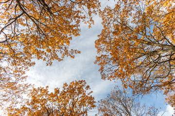 Branches with yellow leaves against a blue sky. Autumn background