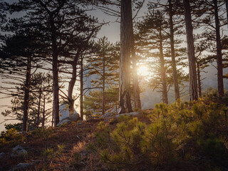 Forest landscape with fir trees and stones.