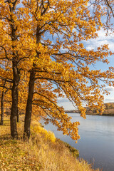 Yellow oak in autumn on the river bank. Autumn background