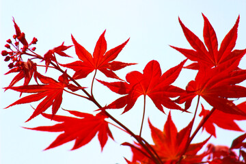 red maple leaves in autumn
