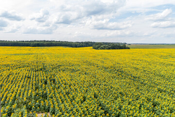 Sunflower field with cloudy blue sky, aerial bird-eye view.