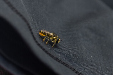 A bee sitting on a black T-shirt. A bee flew into the house. Protection of bees. Save the bees.