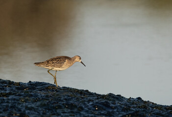 Ruff feeding at Tubli bay, Bahrain