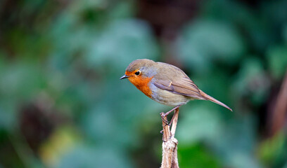 Eurasian robin perched around its territory in the woods.