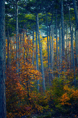colorful autumn forest in the mist