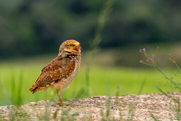 owl on the field